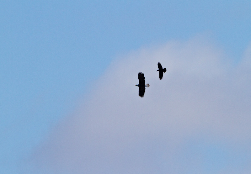 Crow Harrassing Bald Eagle